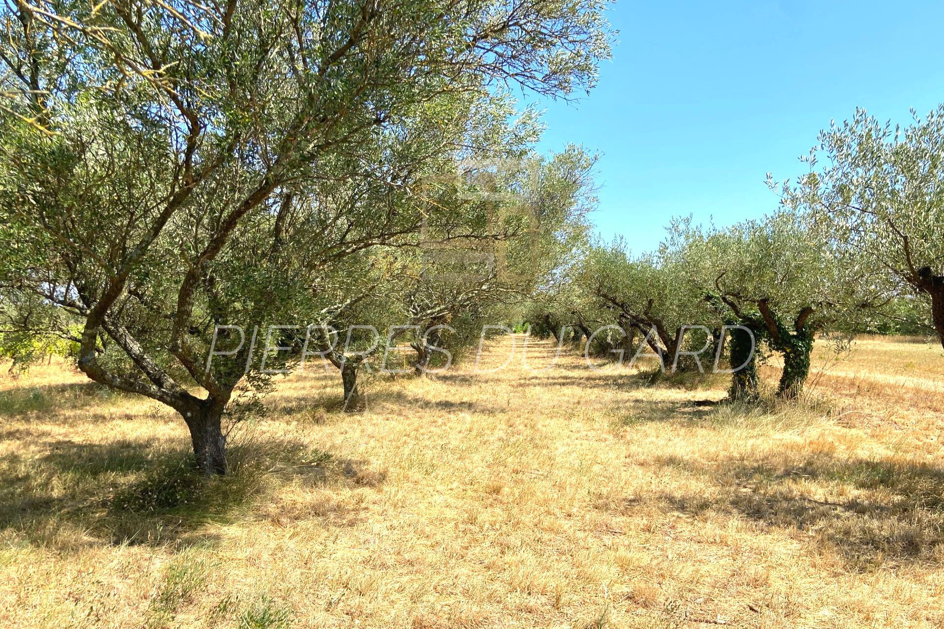 Vente terrain agricole