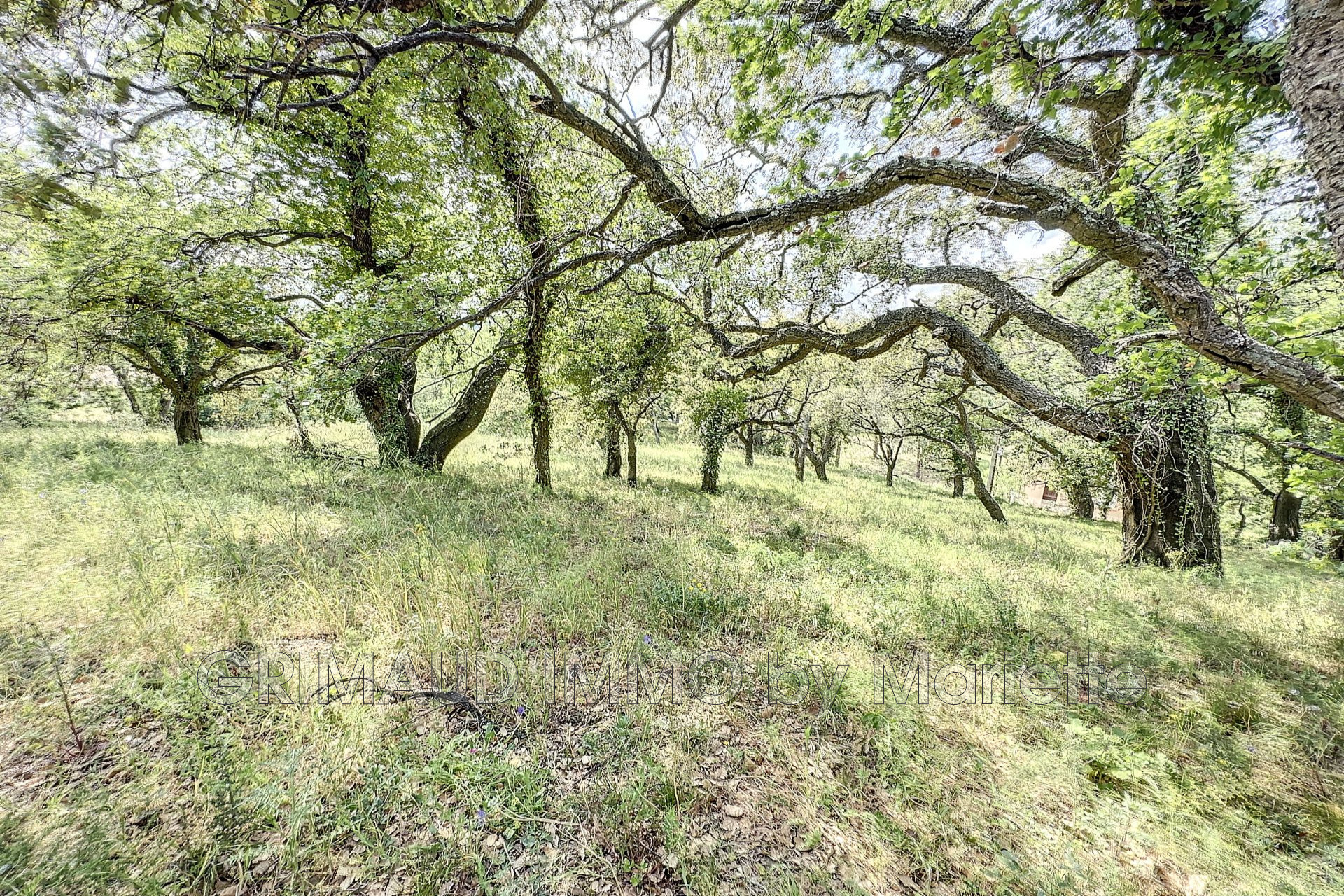 Agence immobilière de Grimaud Immo