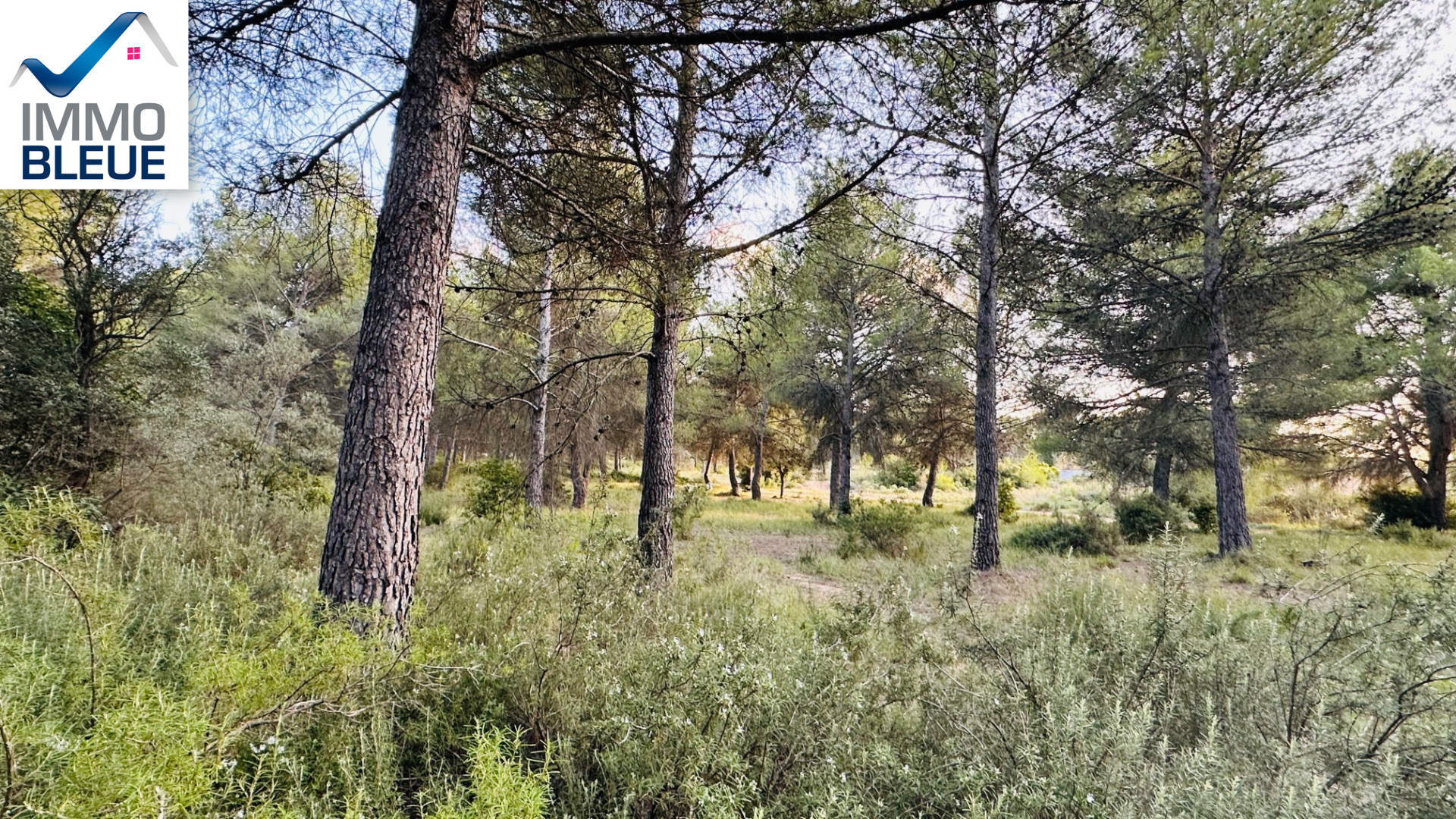 Agence immobilière de L'Immobilière Bleue