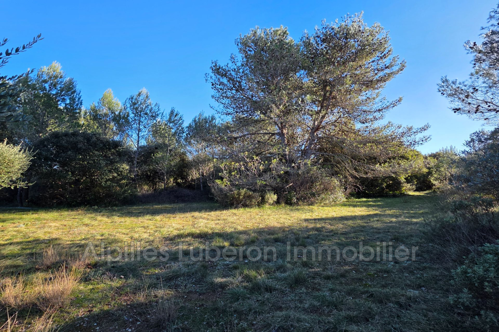 Agence immobilière de Alpilles Luberon Immobilier