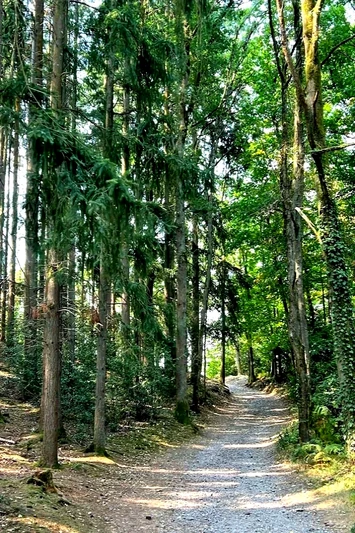 Professionnel  Saint-Léonard-des-Bois  