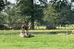 Vente ferme Villeneuve en perseigne  