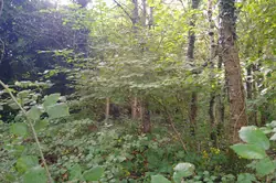 Vente maison Loupfougères  