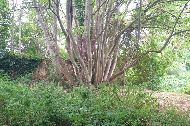 Vente terrain Saint-Aubin-de-Locquenay  