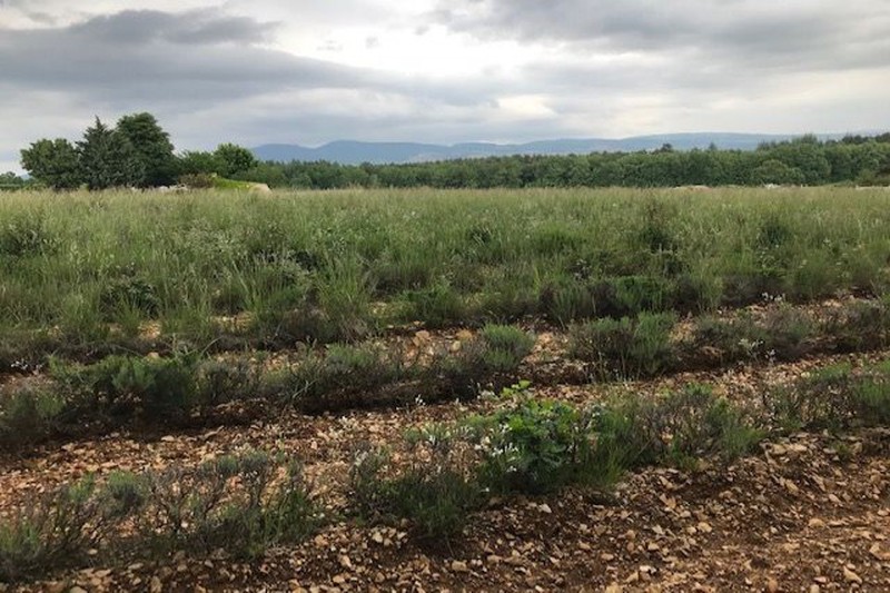 Photo Land Sault Proche village, to buy land 3000 m²