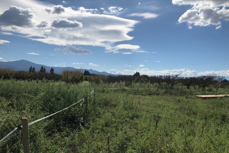 Photo Terrain Argelès-sur-Mer Proche mer, achat terrain 8197 m²