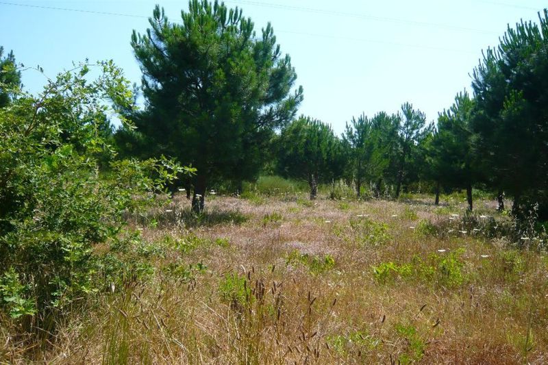 Vente terrain à bâtir Grimaud Vente terrain à bâtir Grimaud Land Grimaud Golfe de st tropez, to buy land 3544 m²