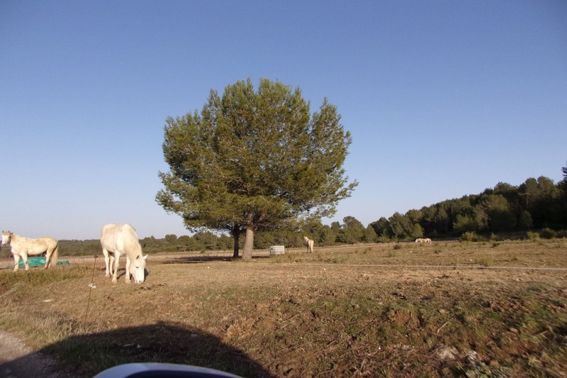 Photo Terrain agricole Assas achat terrain agricole 14049 m²