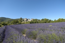 Photos Auribeau - Luberon