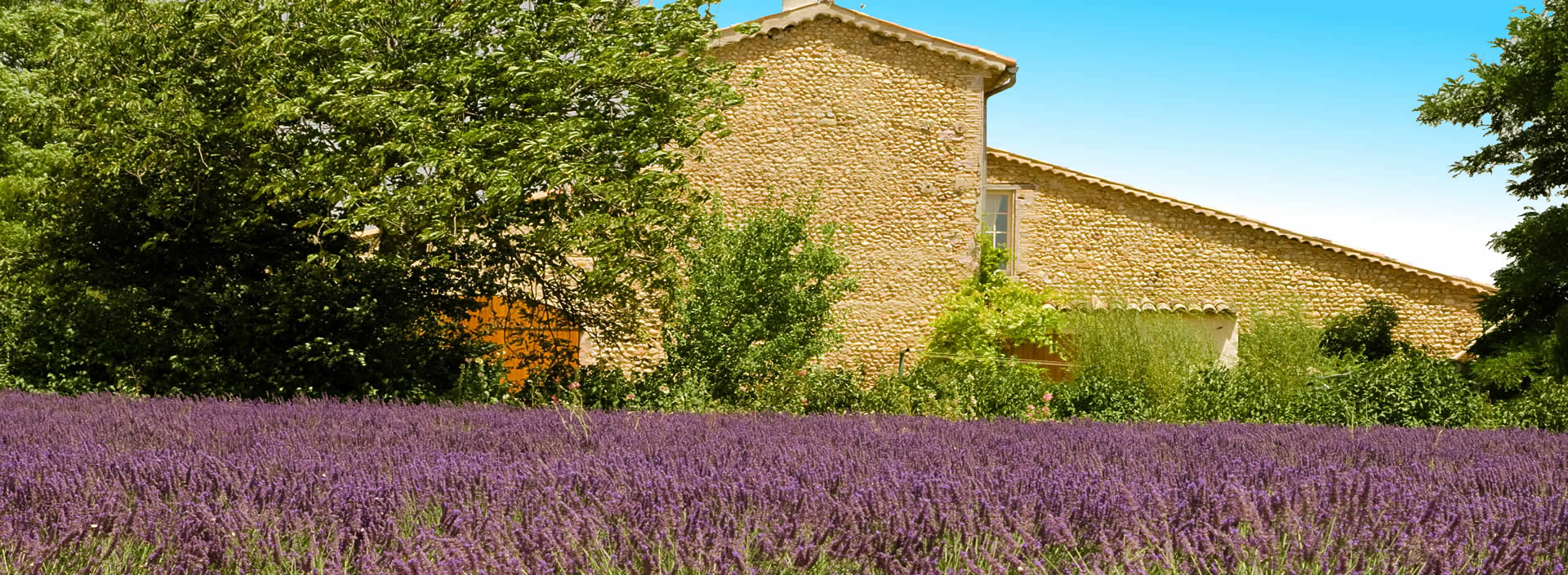 Maison et lavande provençale