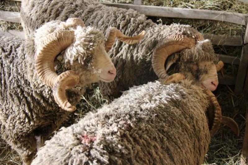 Photos FOIRE AGRICOLE DE LA SAINT-VALENTIN