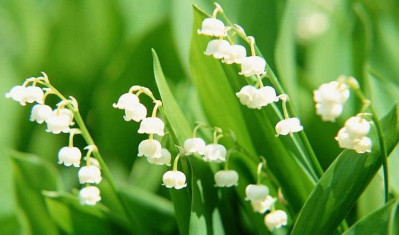 Photos Joyeux 1er Mai !