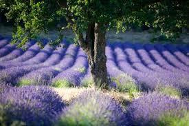 Photos L'été est arrivé en provence