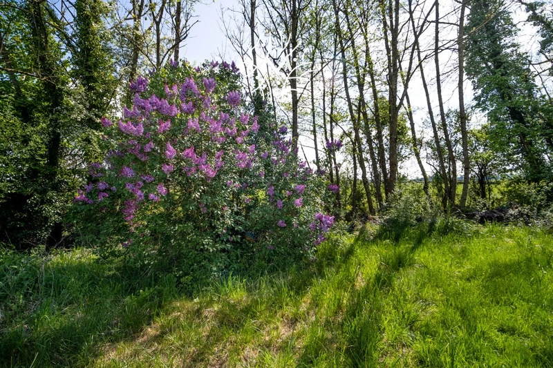 Vente maison Amagne  