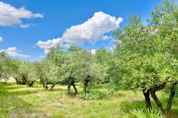 Vente bastide Saint-Rémy-de-Provence  