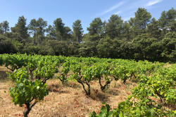 Vente maison Saint-Rémy-de-Provence  