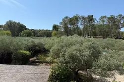 Vente mas Saint-Rémy-de-Provence  
