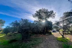 Vente terrain Saint-Rémy-de-Provence  