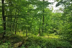 Vente terrain Beaumont-le-Roger Vente terrain Beaumont-le-Roger