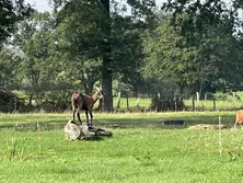 Vente ferme Villeneuve en perseigne Vente ferme Villeneuve en perseigne