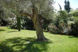 Vente villa Les Issambres 