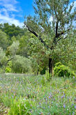 Vente villa Cotignac IMG_2173 