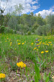 Vente villa Cotignac IMG_6355 