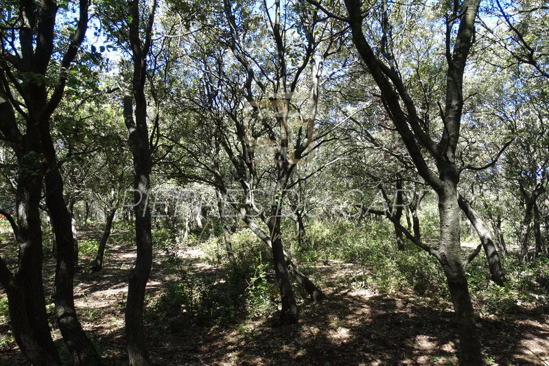 Photo Terrain à bâtir Uzès achat terrain à bâtir 1500 m²