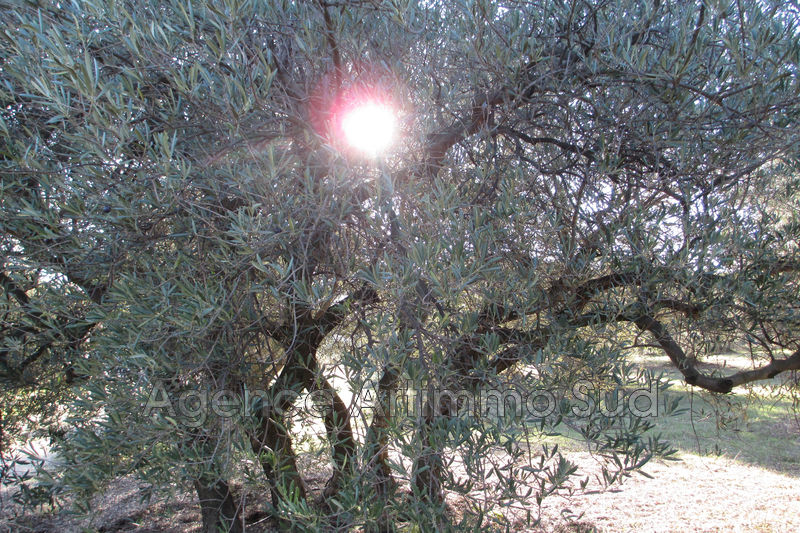 Photo Terrain agricole Fontvieille Village, achat terrain agricole 5500 m²