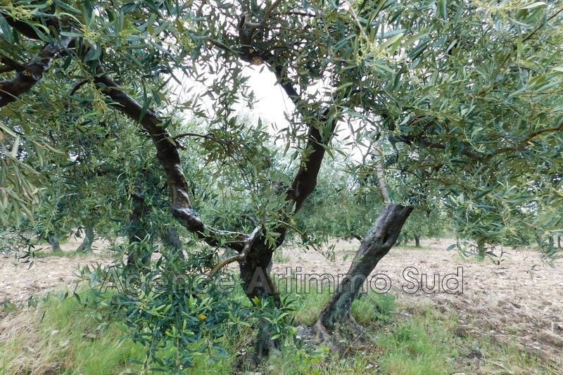Photo Terrain agricole Aureille Village, achat terrain agricole 4700 m²