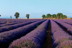Vente maison Saint-Rémy-de-Provence Vente maison Saint-Rémy-de-Provence