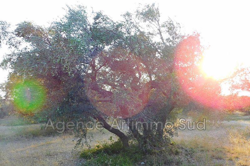 Photo Terrain agricole Mouriès achat terrain agricole 29830 m²