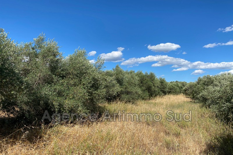 Photo Terrain agricole Aureille achat terrain agricole 6000 m²