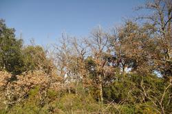 Vente terrain Céret  