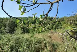 Vente terrain agricole Céret  