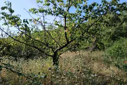 Vente terrain agricole Céret  