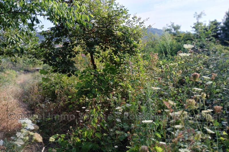 Vente terrain agricole Céret  