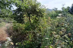 Vente terrain agricole Céret  