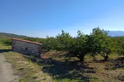 Vente terrain agricole Céret  