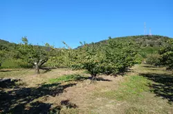 Vente terrain agricole Céret  