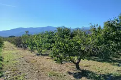 Vente terrain agricole Céret  