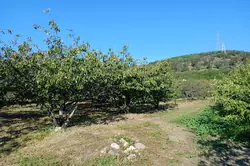 Vente terrain agricole Céret  