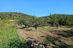 Vente terrain agricole Céret  