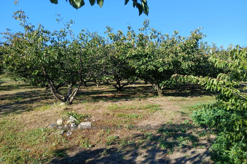 Vente terrain agricole Céret  
