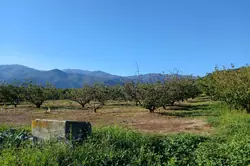 Vente terrain agricole Céret  