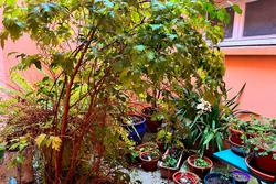 Vente maison de ville Banyuls-dels-Aspres  