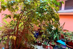 Vente maison de ville Banyuls-dels-Aspres  