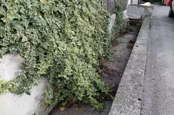 Vente villa Céret  