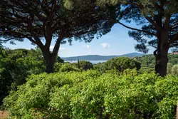 Vente villa provençale Sainte-Maxime  