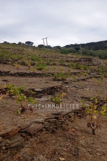 Vente terrain Collioure  